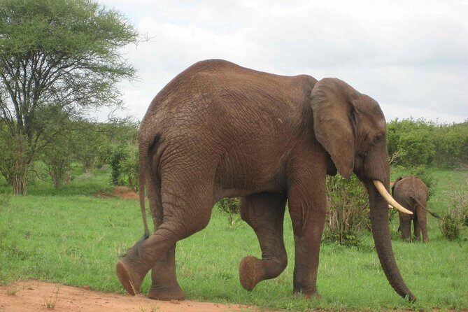 Tanzania Wildlife Safari - Tarangire | Serengeti and Ngorongoro Crater - Key Points
