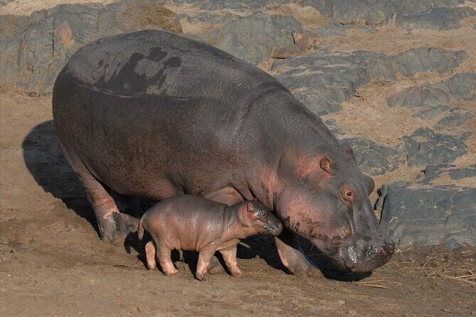 Tanzania Wildlife Safari - Tarangire | Serengeti and Ngorongoro Crater - Who Should Consider This Safari?