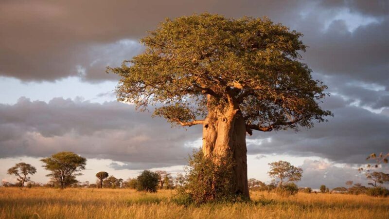 Tarangire: 2-Day Safari with Game Drives and Accommodation - Key Points