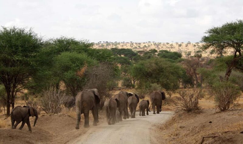 Tarangire: 2-Day Safari with Game Drives and Accommodation - The Sum Up