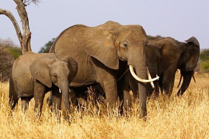 Tarangire Budget Full Day Tour from Arusha - The Itinerary in Detail: What You’ll Experience