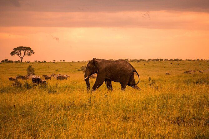 Tarangire Budget Full Day Tour from Arusha - Wildlife Highlights: Why You’ll Love Tarangire