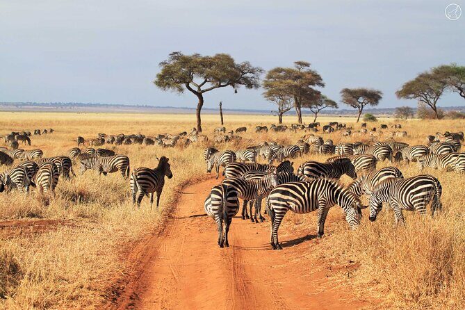 Tarangire Budget Full Day Tour from Arusha - The Sum Up: Who Should Consider This Tour?
