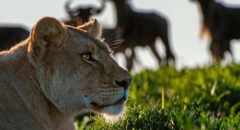 Tarangire National Park 1-Day Safari - An In-Depth Look at the Tarangire Safari