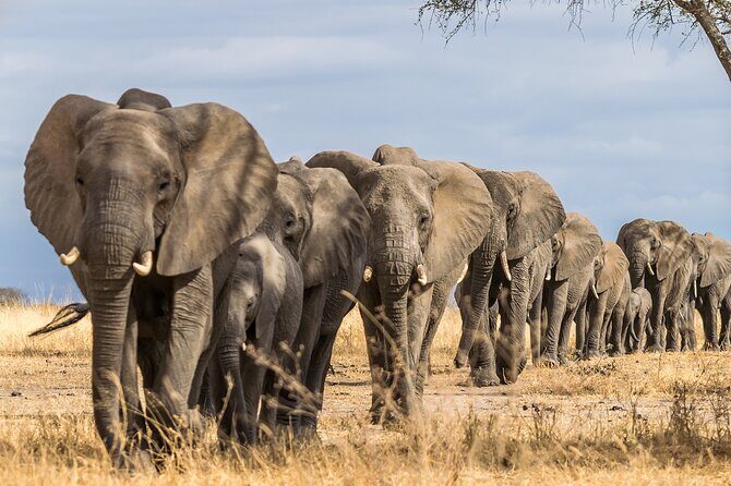 Tarangire National Park and Maasai Village Safari Tour - Introduction