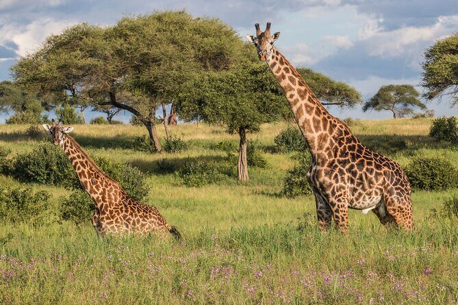 Tarangire National Park and Maasai Village Safari Tour - Key Points