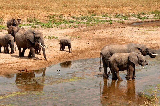 Tarangire National Park and Maasai Village Safari Tour - The Experience from a Traveler’s Perspective