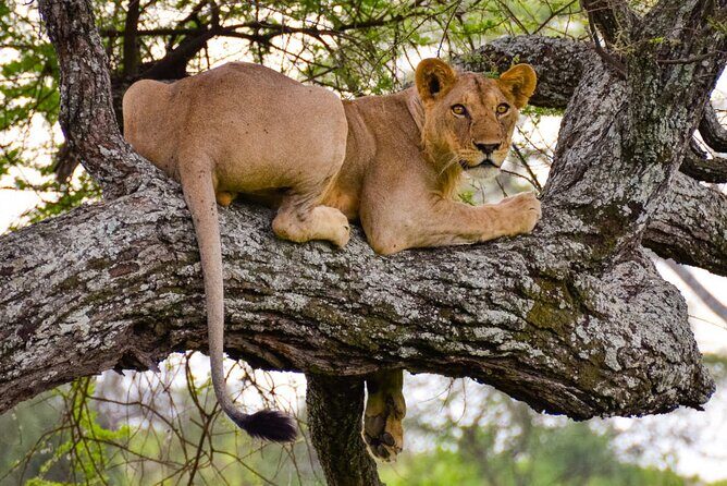Tarangire National Park and Maasai Village Safari Tour - In-Depth: Why This Tour Stands Out