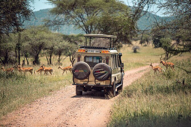 Tarangire National Park and Maasai Village Safari Tour - The Sum Up