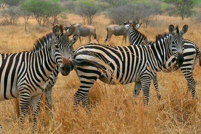 Tarangire National Park and Maasai Village Safari Tour - FAQ