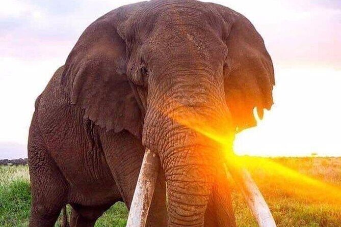 Tarangire National Park Day Trip - The Experience in Detail