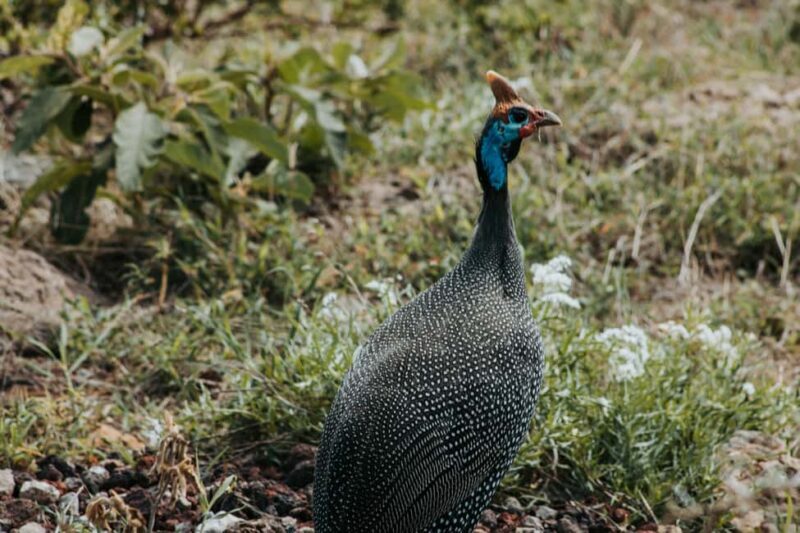 Tarangire National Park Day Trip - The Full Experience of a Tarangire Day Trip