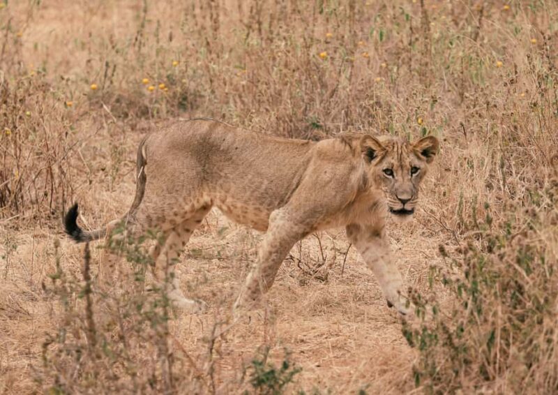 Tarangire National Park Day Trip - The Sum Up
