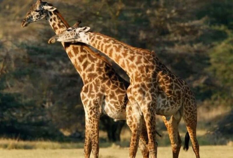 Tarangire National Park day trip - Key Points