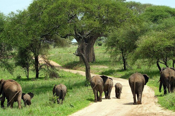 Tarangire National Park elephant view - Introduction
