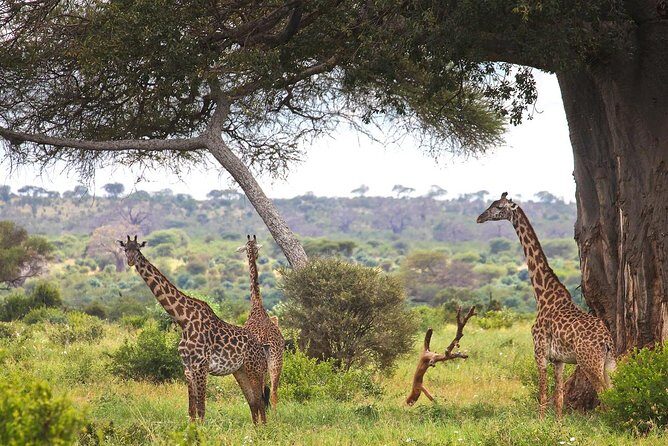 Tarangire National Park elephant view - Who Will Love This Tour?