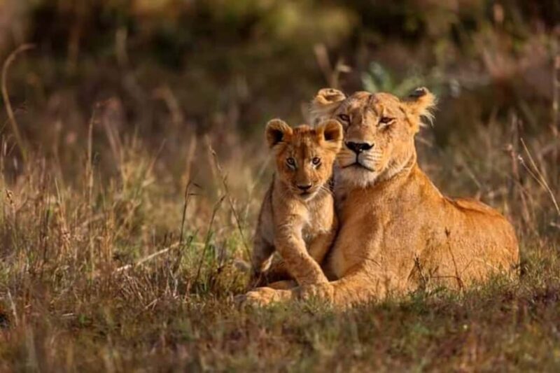 Tarangire National Park: Full-Day Safari Tour - Key Points