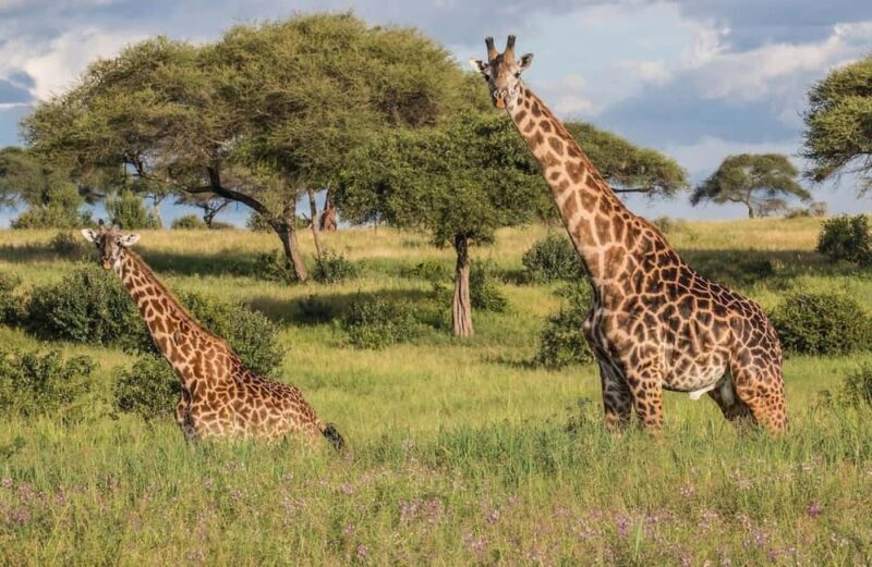 Tarangire National Park: Full-Day Safari Tour - An In-Depth Look at the Tarangire Safari Experience