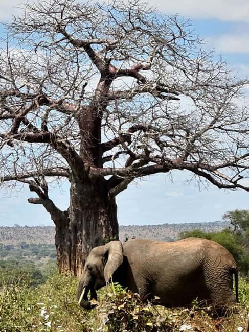 Tarangire National Park Full-Day Wildlife Safari - An In-Depth Look at the Tarangire Full-Day Safari