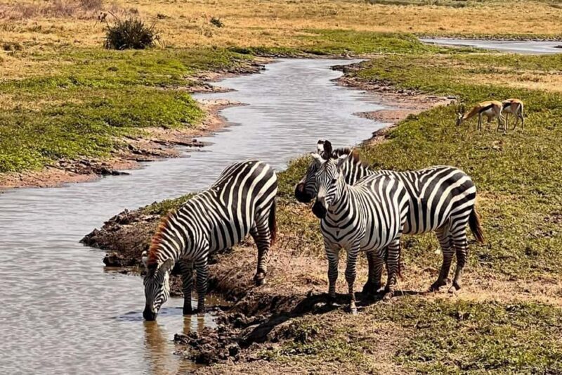 Tarangire National Park Full-Day Wildlife Safari - Who Is This Tour Best Suited For?