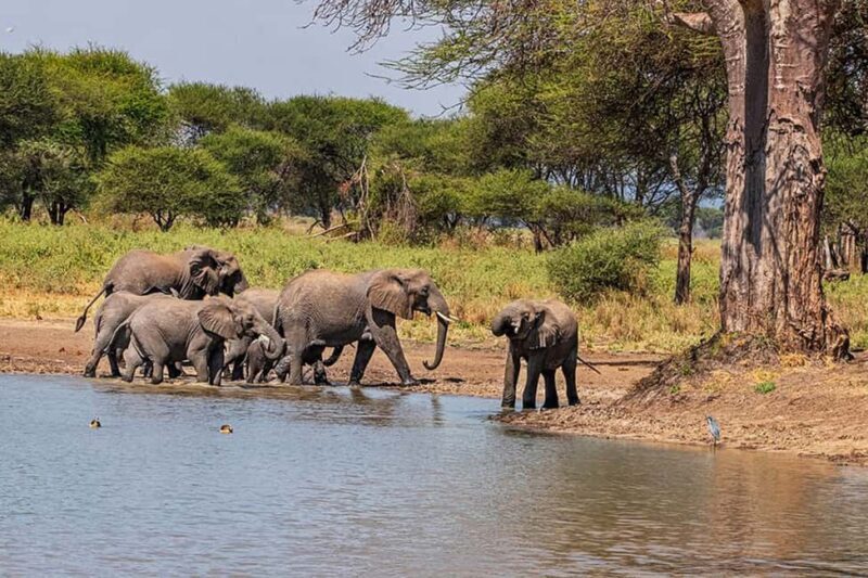 Tarangire National Park Full-Day Wildlife Safari - Final Thoughts: Is It Worth It?
