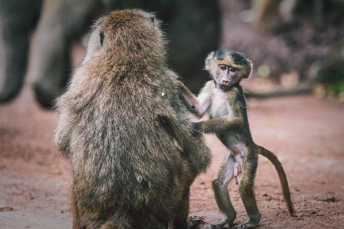 Tarangire National Park: Guided Day Tour from Arusha - How the Itinerary Unfolds