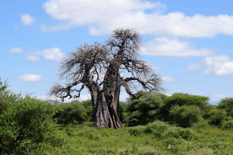 Tarangire National Park, Lake Manyara, & Ngorongoro Crater - Key Points