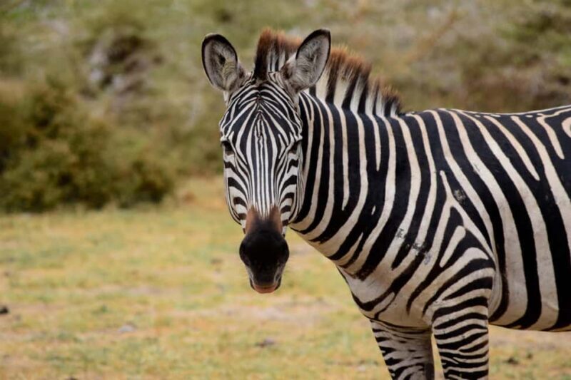 Tarangire National Park, Lake Manyara, & Ngorongoro Crater - Detailed Breakdown of the Tour Experience