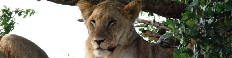 Tarangire National Park: Private Day Trip with Game Drives - An Authentic Day in Tanzania’s Wildlife Heartland