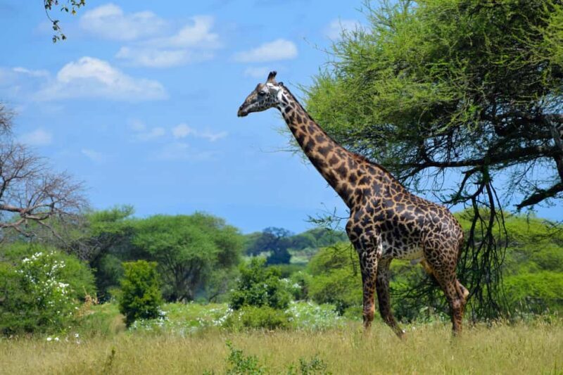 Tarangire Natl Park & Lake Eyasi (Datoga & Hadzabe Villages) - Exploring Tanzania’s Wildlife on Safari in Tarangire
