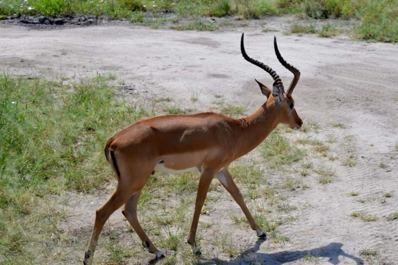 Tarangire Natl Park & Lake Eyasi (Datoga & Hadzabe Villages) - Why Choose This Tour?