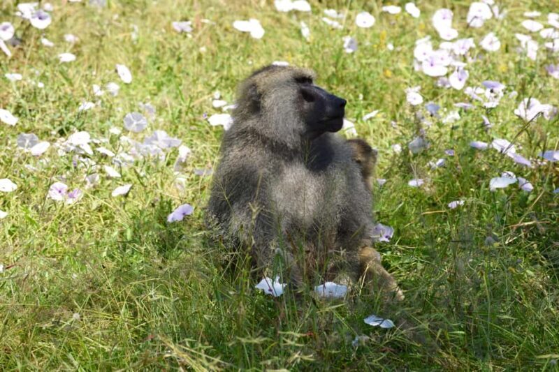 Tarangire Natl Park & Lake Eyasi (Datoga & Hadzabe Villages) - FAQ