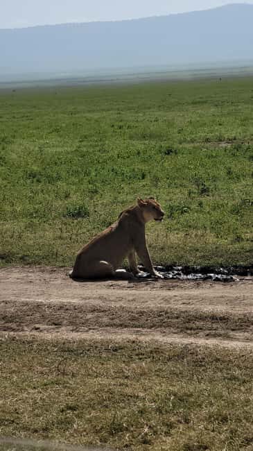 Tarangire & Ngorongoro Crater: 2-Day Shared Safari Adventure - FAQ