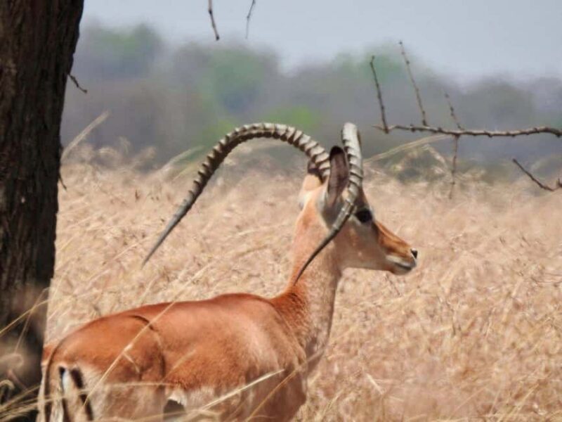 Tarangire, Ngorongoro & Manyara 3 Days unforgettable safari - Key Points