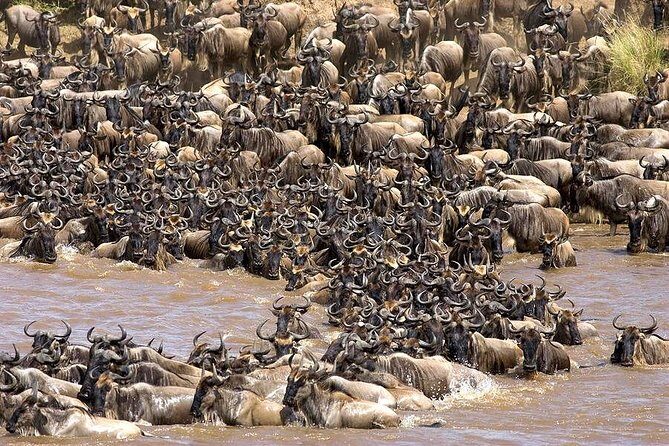 Tarangire -Serengeti & Ngorongoro Crater Budget camping safari - An In-Depth Look at the Safari Experience