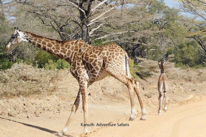Tarangire -Serengeti & Ngorongoro Crater Budget camping safari - Who Would Enjoy This Tour?