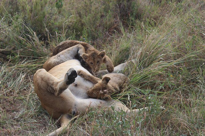 Tarangire -Serengeti & Ngorongoro Crater Budget camping safari - FAQ