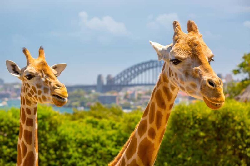 Taronga Zoo Aussie Backyard Adventure - An Inside Look at Taronga Zoo’s Aussie Backyard Adventure