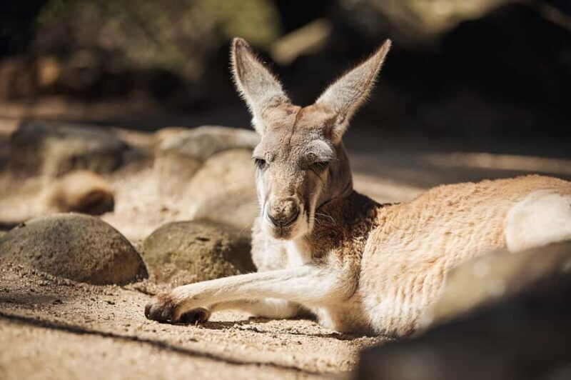 Taronga Zoo Aussie Backyard Adventure - Value for Money