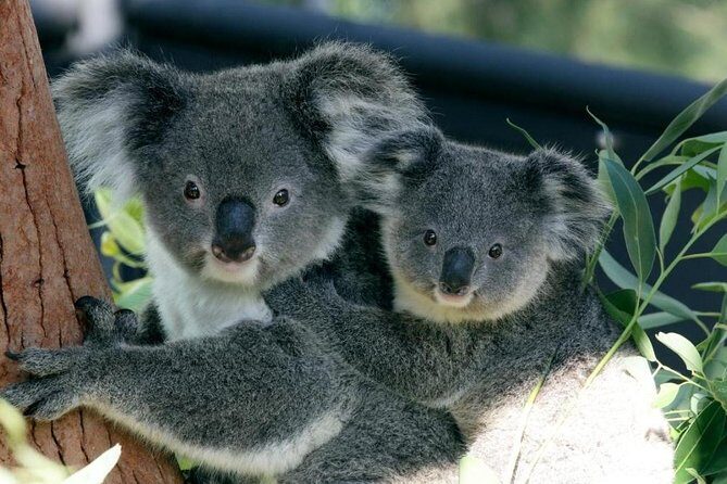 Taronga Zoo Entry & Return Ferry - Sydney Harbour - Key Points