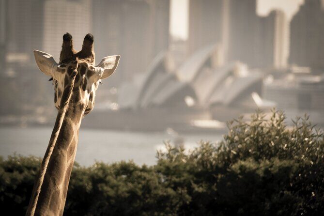 Taronga Zoo Entry & Sydney Harbour 2-Day Hop On Hop Off Cruise - The Practical Side: Transportation and Timing