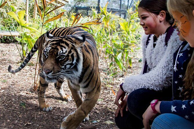 Taronga Zoo + Ferry Return Ticket - An Overview of What This Tour Offers