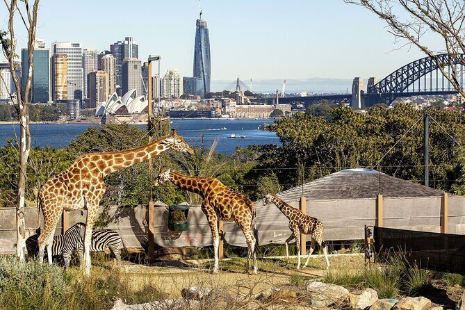 Taronga Zoo + Ferry Return Ticket - What Travelers Say