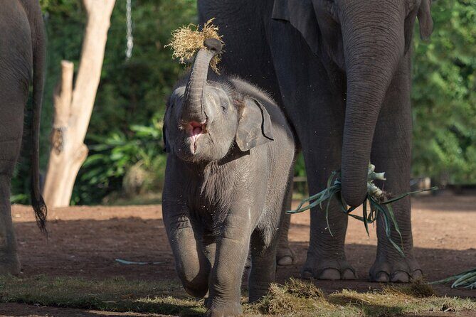 Taronga Zoo + Ferry Return Ticket - Final Thoughts: Is It for You?