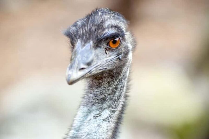 Taronga Zoo Sydney Wild Australia Experience - Key Points