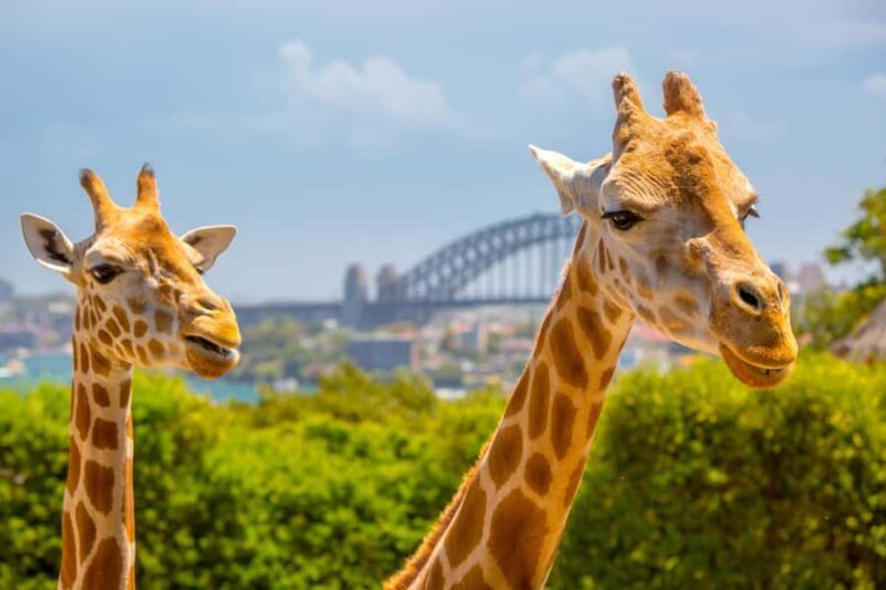 Taronga Zoo Sydney Wild Australia Experience - An In-Depth Look at the Wild Australia Experience