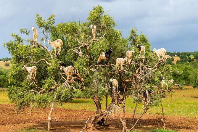 Taroudant and Tiout Oasis with Lunch - A Detailed Look at the Tour Itinerary