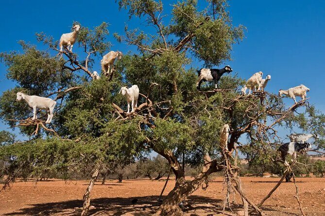 Taroudant half day excursion from Agadir - FAQs