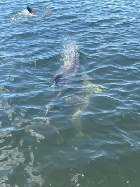 Tarpon Springs: Private Island Tour & Dolphin Cruise - What’s Included and What’s Not