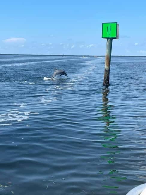 Tarpon Springs: Private Island Tour & Dolphin Cruise - The Value of This Tour